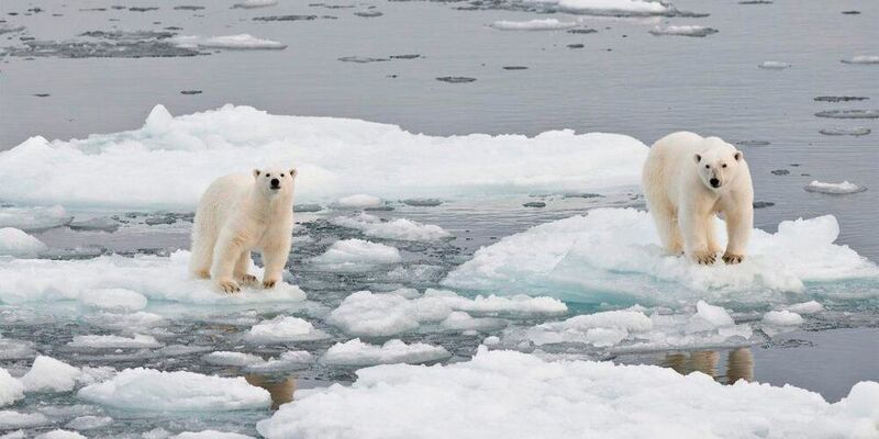 Melting summer sea ice makes it harder for polar bears for hunt seals and other prey. Some researchers think if the world doesn't do more to cut its carbon emissions, all summer Arctic sea ice will be gone by 2040.  (NTB Scanpix)