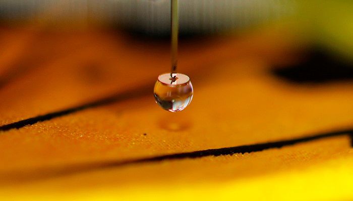 The droplet probe of the microscope on a superhydrophobic golden birdwing (Troides aeacus) butterfly wing. (Matti Hokkanen / Aalto University)