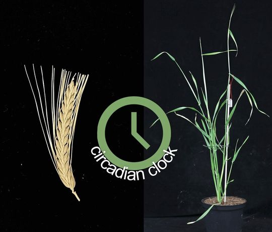 Pflanzen, welche die LWD1-Mutation tragen, blühen in kurzen Tagen früher als Pflanzen, welche die Mutation nicht tragen (Wildtyp-Pflanzen).(Bild:  HHU / Gesa Helmsorig)