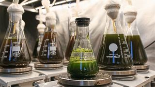 Anzucht der Mikroalgen in Suspensionskulturen (Bild: Monika Probst/TH Köln)