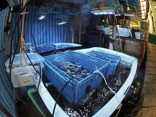 Experimentieranlage zur Entwicklung und Testung von Mikrobiom-Transplantations-Methoden. Innovative mikrobiom-basierte Strategien für Korallen könnten vielleicht bald helfen, kurzzeitig Hitzewellen zu überstehen.(Bild:  A. Roik)