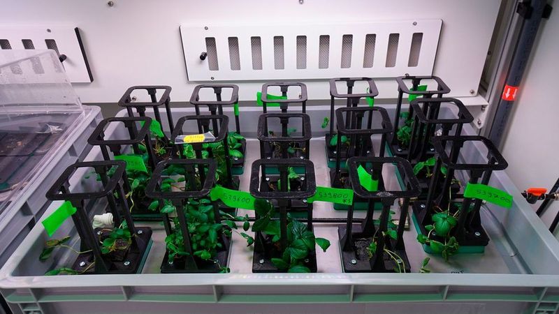 Salate, Gurken und Radieschen: Im Antarktisgewächshaus Eden ISS konnte das erste Gemüse geerntet werden. Für ein gutes Pflanzenwachstum sorgt unter anderem Energiemesstechnik der Firma Socomec. (EDEN ISS / DLR / CC BY 3.0)