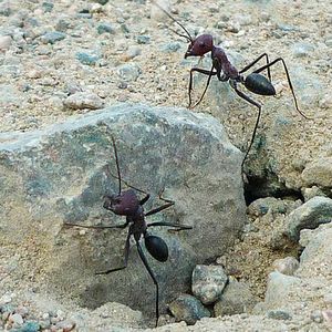 (Pauline Fleischmann)