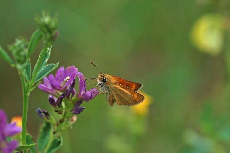 Zu den Arten, die untersucht wurden, gehört der Mattscheckige Braun-Dickkopffalter (Thymelicus acteon), dessen Entwicklung über die letzten zwei Jahrzehnte unsicher ist. (Bild: Albert Vliegenthart)