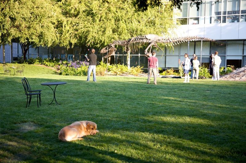 Mitarbeiter im Googleplex in Mountain View mit Hund. Ob ihm beim Anblick des Dino-Skeletts das Wasser im Munde zusammenläuft? (Google)