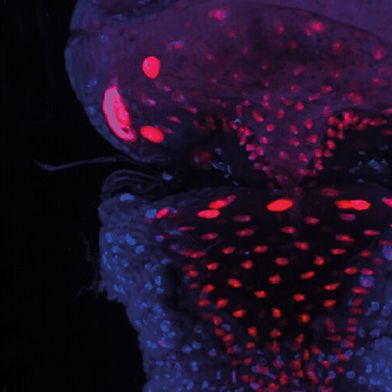 In Fruchtfliegen mit defektem Apterous-Gen verschließt ein korkenähnliches Gebilde, der Reingers-Knoten (rot), den Hinterdarm (blau).  (Bild: Biozentrum, Universität Basel)