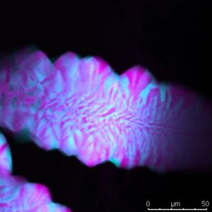 DNA-Strukturen ohne Wasserstoffbrücken

Chemiker der New York University haben gezeigt, dass sich DNA-Bausteine auch zu dreidimensionalen Strukturen zusammenlagern können, wenn sie keine Wasserstoffbrückenbindungen eingehen. Normalerweise sorgen die Wasserstoffbrücken dafür, dass sich die Einzelstränge zu der DNA-Doppelhelix verbinden. 
Die Forschenden haben im Experiment aber einen geometrischen Mechanismus genutzt, um einzelne DNA-Bausteine zu verbinden: Wie bei einem Puzzle fügen sich die Teile allein durch ihre Form zusammen. Entscheidend ist die flache Grenzfläche am Ende jeder DNA-Doppelhelix. Durch gezielte Veränderung dieser Stapelungsfläche steuern die Forschenden, ob sich rechts- und linkshändige DNA abstoßen, mischen oder geschichtete Strukturen bilden. Dreieckige DNA-Einheiten lagern sich dabei wie Ziegelsteine ohne Mörtel zusammen. 

Das Bild zeigt rechts- und linkshändige DNA-Bausteine (blau und rosa). Sie lagern sich aufgrund ihrer Form und Stapelung zu gespiegelten Schichten zusammen. 




Hier gehts zur Originalmeldung
Wissenschaftsbild des Tages vom 5.3.2026
 (Bild: Simon Vecchioni)