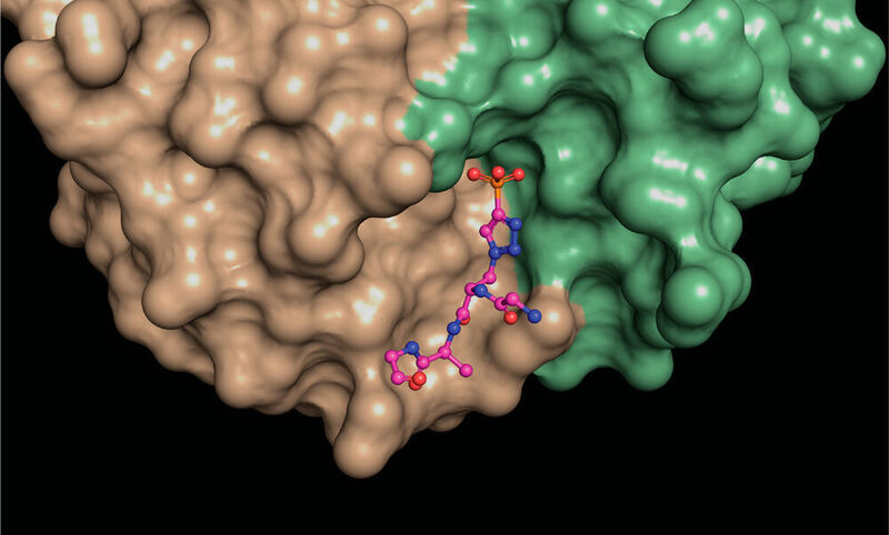 A structural snapshot of a phosphohistidine analogue (ball and stick model) nestled at the interface between different areas (green, brown) of a phosphohistidine antibody. (Salk Institute)