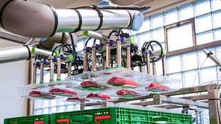 Am End-of-Arm von zwei Cobots nehmen PXT-Greifer von Schmalz folierte Fleischpackungen prozesssicher auf. (Bild: J. Schmalz GmbH)