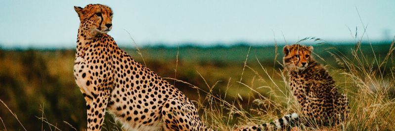 IoT-Technologie wird unter anderem bereits in afrikanischen Nationalparks eingesetzt, um Tierbewegungen zu messen und Wilderei zu bekämpfen. IoT-Technologie wird unter anderem bereits in afrikanischen Nationalparks eingesetzt, um Tierbewegungen zu messen und Wilderei zu bekämpfen.