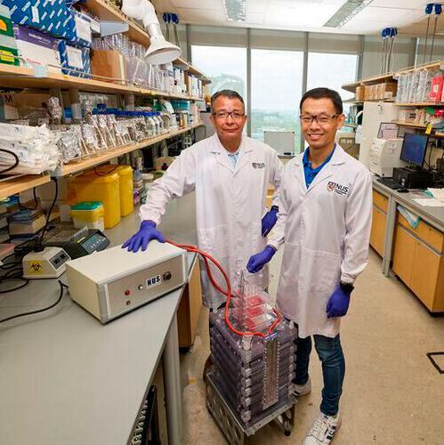 Associate Prof Alfredo Franco-Obregón (left) and Dr Alex Tai (right) have developed a novel way of growing cell-based meat in the laboratory by exposing animal cells to magnetic pulses. Associate Prof Alfredo Franco-Obregón (left) and Dr Alex Tai (right) have developed a novel way of growing cell-based meat in the laboratory by exposing animal cells to magnetic pulses.