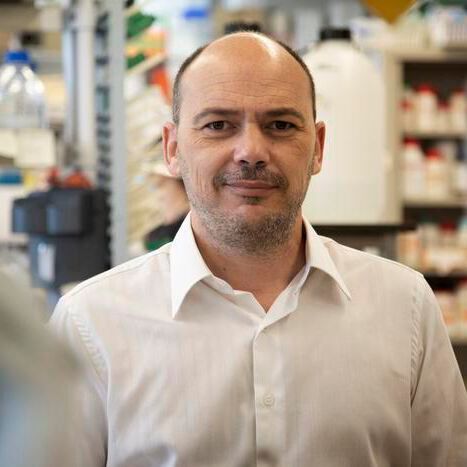 Luís Graça, group leader at the Instituto de MedicinaMolecular João Lobo Antunes (IMM) and Professor at the Faculty of Medicine of the University of Lisbon(Source:  Gonçalo Ribeiro/ IMM)