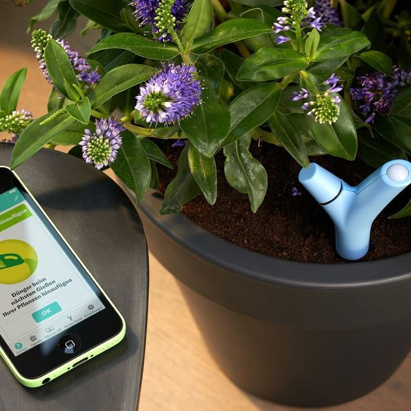 Mit dem „Parrot Flower Power“ bleiben Mutters Pflanzen grün. Für 49,95 Euro gibt es bei radbag.de die High-Tech-Lösung mit sensorbewehrter Hardware und einer App, die neben tausenden verschiedenen Pflanzen auch die entsprechenden Pflegerichtlinien umfasst. Hat man Flower Power einmal in die Erde gesteckt, messen Sensoren Wassergehalt, Düngeranteil, Temperatur und Lichtmenge und vergleichen die Werte mit einer riesigen Datenbank, nachdem man das Teil via Bluetooth mit dem Smartphone verbunden hat. Und schon erfährt man genau, was man wann alles machen muss, damit es den Pflänzchen in Zukunft richtig gut geht (und zwar bis zu 256 gleichzeitig). (www.radbag.de)