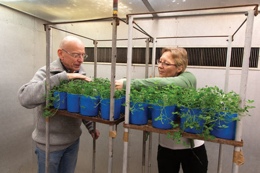 Ozone Test: Frode Stordal and Ane Vollsnes are researching how plants are damaged by ozone. This is done in the phytotron, an advanced facility where it is possible to test what happens to plants under different climatic conditions.  (Yngve Vogt)