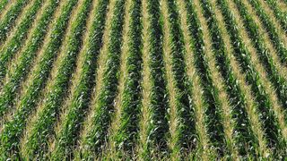 Schön strukturiert, doch die Monotonie von Monokulturen ist das Gegenteil von lebendiger Vielfalt. Die Gefahren sind aus der Landwirtschaft bekannt.  (Bild: gemeinfrei Pixabay)