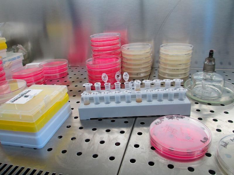 Die Rahmenbedingungen für die Antibiotika-Entwicklung müssen laut VFA verbessert werden. (gemeinfrei)