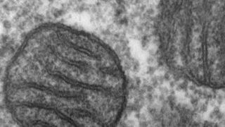 Elektronenmikroskopische Aufnahme von Mitochondrien. (Bild: Wikimedia Commons)