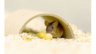 Ein nichtinvasiver Hormontest soll Labormäusen das Leben erleichtern. (Bettina Wernisch/Vetmeduni Vienna)