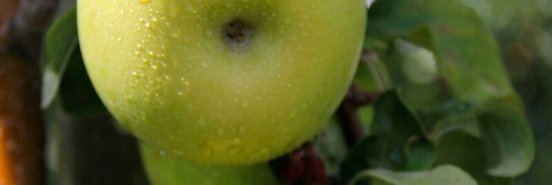 Künftig zum Vertrieb innerhalb der EU und in der Schweiz zugelassen: Äpfel der neuen Sorte Pia41.