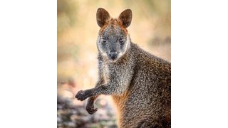 Ein Sumpfwallaby (Bild: (c) Geoff Shaw, University of Melbourne )