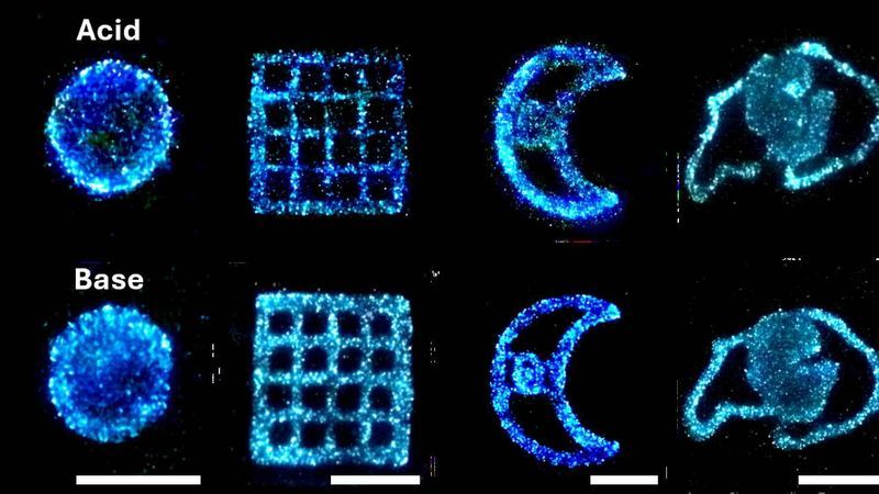 Acidic (top) and alkaline (bottom) environments trigger different bioluminescent behaviors in algae.(Image: Giulia Brachi/CU Boulder)