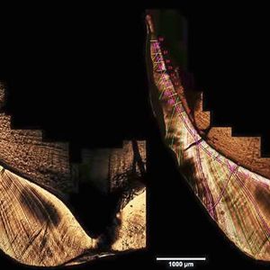 Mikroskopisches Bild eines Orang-Utan Zahn-Dünnschliffs, wodurch man die interne Wachstumsstruktur des Zahnschmelzes sehr gut erkennen kann; im rechten Bild sind die unterschiedlichen Laser-Ablations Pfade in pink, einzelne Retzius-Linien in grün hervorgehoben.(Bild:  Alessia Nava/ Luca Bondioli)