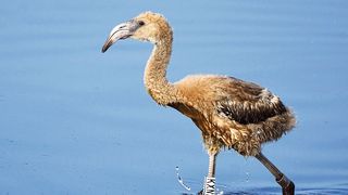 Flamingo im Wasser: ein junger Flamingo im seichten Wasser (Bild: Christian Schmid - www.naturigraphy.com)