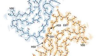 Wie entsteht Parkinson? Querschnitt einer alpha-Synuclein-Fibrille. Atom-Modell einer Fibrille, welche zwei miteinander interagierende Proteinmoleküle zeigt. (Universität Basel)