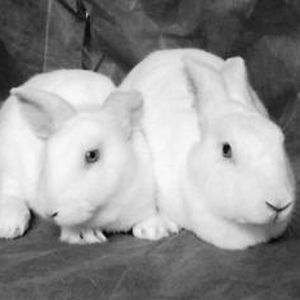 The cloned rabbit (L) and its surrogate mother. (photo provided by Shanghai Xinhua Hospital)