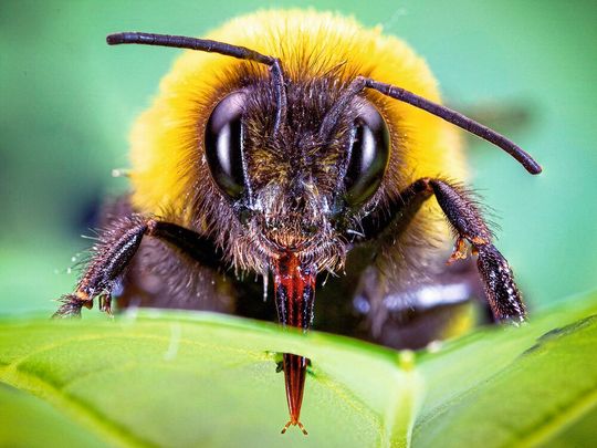 Von wegen gemütlicher Brummer: Finden Erdhummeln zu wenig Pollen, stechen sie Blätter von nicht-blühenden Pflanzen an, um sie rascher zur Blütenproduktion zu treiben. Von wegen gemütlicher Brummer: Finden Erdhummeln zu wenig Pollen, stechen sie Blätter von nicht-blühenden Pflanzen an, um sie rascher zur Blütenproduktion zu treiben.