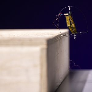 Der winzige Elektromotor ist per Angelschnur an einem Turm befestigt. Spult er diese blitzschnell auf, zieht er sich empor und katapultiert den Roboter in die Luft. Drei dabei ausklappende Beine stabilisieren das System, das bei voller Leistung mühelos eine Standard-Treppenstufe überwindet. (Bild: Mark Stone/University of Washington)