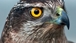 Mit Hawkeye Express lassen sich Cloud-Zugangsinfrastrukturen kontinuierlich überwachen. (©avs_lt - stock.adobe.com)