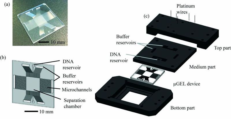 The research shows that DNA fragments between 0,5 kbp and 10 kpb (1 kbp= 1000 base pairs) can be fractionated within two minutes, at high resolution.  (Universtiy of Twente)