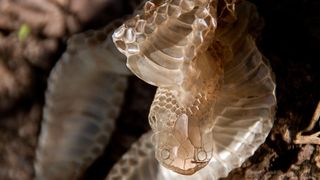 Mainframe-Anwendungen sollen ihre zu eng und starr gewordene Legacy-Haut einfach abstreifen - mithilfe von Tools und Tatkraft der T-Systems.  (Bild: sandid auf Pixabay)