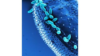 Die Anheftung mariner Bakterien aus der Roseobacter-Gruppe an Oberflächen wird häufig über Biofilm-Plasmide vermittelt. Das nachkolorierte elektronenmikroskopische SEM-Bild zeigt Phaeobacter inhibens DSM 17395 und den Dinoflagellaten Prorocentrum minimum CCMP 1329. (Bild: Manfred Rohde und Jörn Petersen)