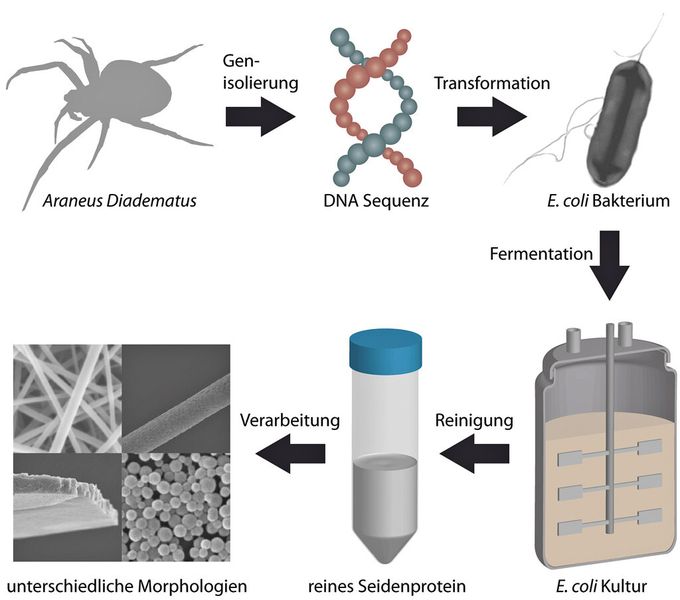 Bild 3: Schema der Vorgehensweise, wie Spinnenseide letztlich im technischen Maßstab hergestellt werden kann. (Bild: Universität Bayreuth)