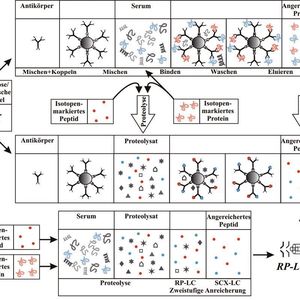 Abb. 2: Schematische Darstellung von Methoden zur Anreicherung des Analyten aus der Probenmatrix und Quantifizierung durch RP-LC/MS-MS. 