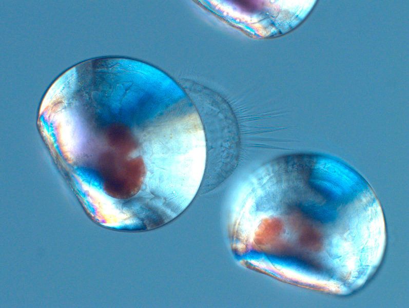 Zwei Tage alte Miesmuschellarven unter dem Polarisationsmikroskop.  (F. Melzner, GEOMAR)