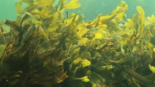 Die Bremer Forschenden führten ihre Untersuchungen in Finnland durch. Blasentang (Fucus vesiculosus) findet man jedoch auch an Deutschlands Küsten, etwa auf Helgoland. (Bild: © Zoologische Station Tvärminne, Finnland/ Camilla Gustafsson )