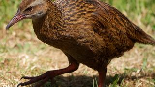 Der flugunfähige Kiwi hat einen ausgeprägten Geruchssinn. (© scotty robson photography/fotolia.com)