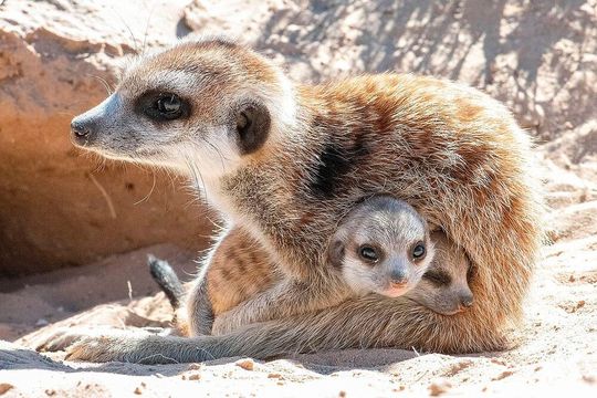 Ein babysittendes Erdmännchen kümmert sich um zwei Jungtiere(Bild:  Livio Flüeler)