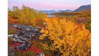 Üppige Vegetation der Permafrostregion (Bild: Ive van Krunkelsven)