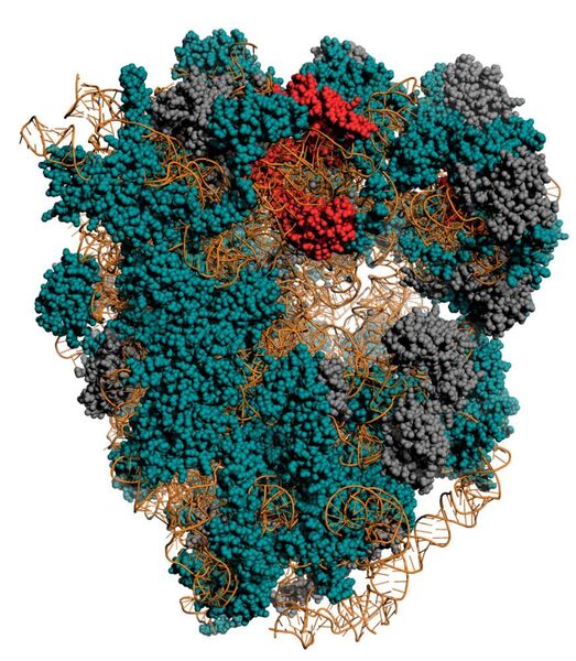 Das Ribosom ist ein Komplex aus RNA (gelb) und Proteinen. Rot: das Protein mit den ungewöhnlichen Abbaueigenschaften; türkis: Proteine mit gewöhnlichen Abbaukinetiken; grau: experimentell nicht bestimmbar. (Henrik Zauber, MDC)