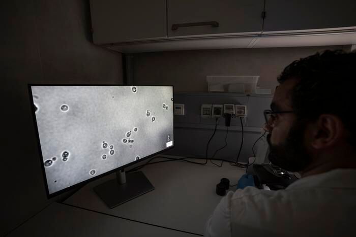 Der Mikrobiologe Mohamed Sarhan untersucht die Hefezellen unter dem Mikroskop. (Bild: Eurac Research, Andrea De Giovanni)