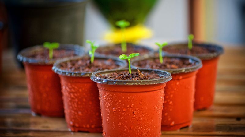 Ob es Pflanzen gut geht, erkennt das neue mobile Monitoring- und Datenmanagementsystem „Smart-Checkpots“.(Bild:   /  Pixabay)