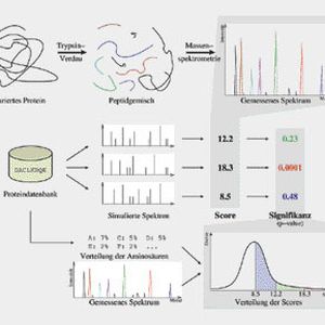 Ablauf und Auswertung eines Protein Mass Fingerprint Experiments. Die Signifikanz
von Scores zu berechnen, erlaubt es, die Qualität einer Proteinidentifikation zu beurteilen.