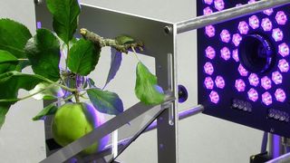 Das Fluorometer von Walz ermittelt die Intensität der Photosynthese in Pflanzen schnell und genau. (Allied Vision Technologies)