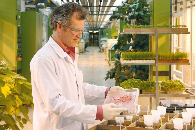 Biology lab assistant Wolfgang Bucher from the department of Research Biology Fungicides displaying treated seeds (Picture: Bayer CropSCience)