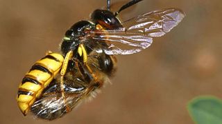 Ein Bienenwolfweibchen trägt eine gelähmte Honigbiene im Flug zu ihrem Nest. (© Gudrun Herzner)