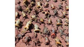 Opfer einer Bd-Epidemie in den französischen Pyrenäen. (Dirk S. Schmeller)